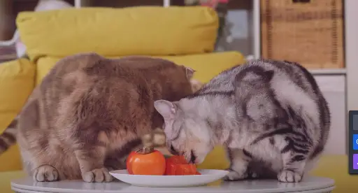 can cat eat persimmons