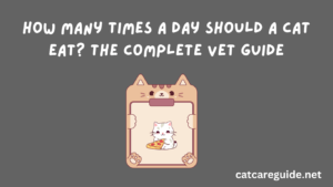 How Many Times a Day Should a Cat Eat? The Complete Vet Guide