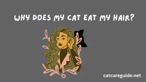 Why Does My Cat Eat My Hair?