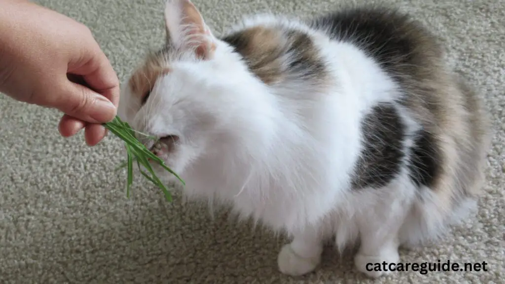 cat eating grass