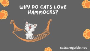 why do cats love hammocks