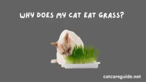 Why Does My Cat Eat Grass?