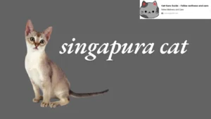 Singapura cat